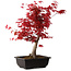 Acer palmatum deshojo, 40 cm, ± 10 años de edad, con un nebari de 4 cm