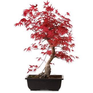 Acer palmatum deshojo, 40 cm, ± 10 years old