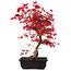 Acer palmatum deshojo, 40 cm, ± 10 anni, con nebari di 4 cm