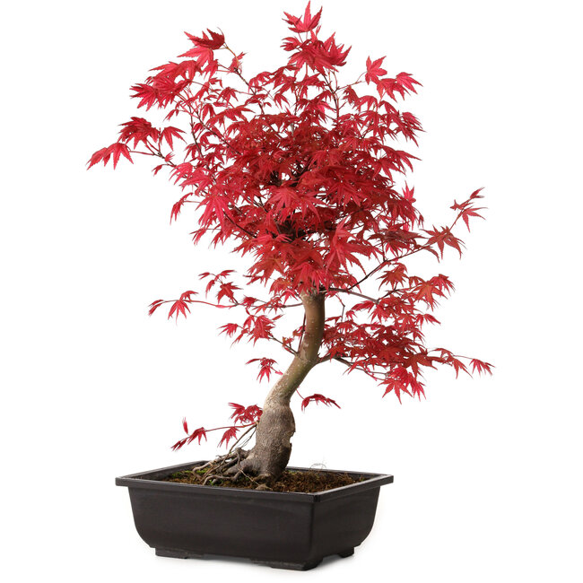 Acer palmatum deshojo, 40 cm, ± 10 Jahre alt, mit einem Wurzelhals von 4 cm