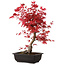 Acer palmatum deshojo, 40 cm, ± 10 anni, con nebari di 4 cm