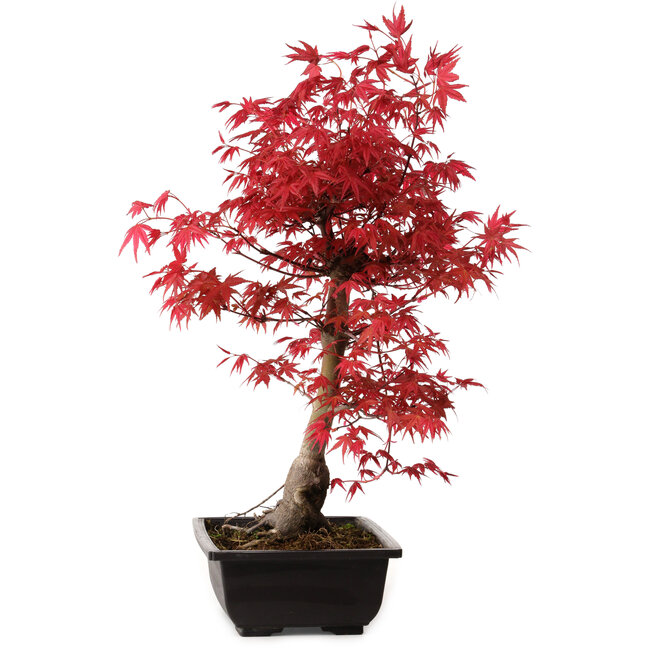 Acer palmatum deshojo, 40 cm, ± 10 jaar oud, met een nebari van 4 cm
