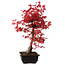 Acer palmatum deshojo, 40 cm, ± 10 years old, with a nebari of 4 cm