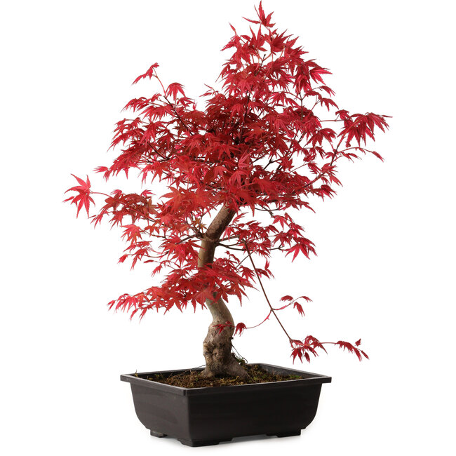 Acer palmatum deshojo, 40 cm, ± 10 Jahre alt, mit einem Wurzelhals von 4 cm