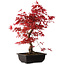 Acer palmatum deshojo, 40 cm, ± 10 jaar oud, met een nebari van 4 cm