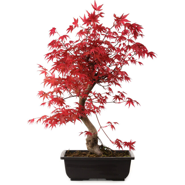 Acer palmatum deshojo, 40 cm, ± 10 anni, con nebari di 4 cm