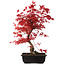 Acer palmatum deshojo, 40 cm, ± 10 Jahre alt, mit einem Wurzelhals von 4 cm
