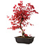 Acer palmatum deshojo, 40 cm, ± 10 años de edad, con un nebari de 4 cm