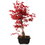 Acer palmatum deshojo, 40 cm, ± 10 años de edad, con un nebari de 4 cm