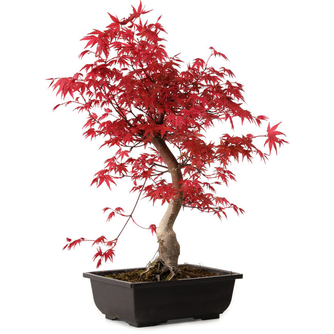 Acer palmatum deshojo, 40 cm, ± 10 ans, avec un nebari de 4 cm