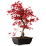 Acer palmatum deshojo, 40 cm, ± 10 anni, con nebari di 4 cm