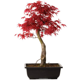 Acer palmatum deshojo, 40 cm, ± 10 jaar oud