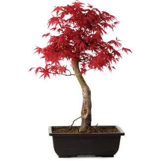 Acer palmatum deshojo, 40 cm, ± 10 years old