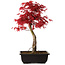 Acer palmatum deshojo, 40 cm, ± 10 Jahre alt, mit einem Wurzelhals von 4 cm
