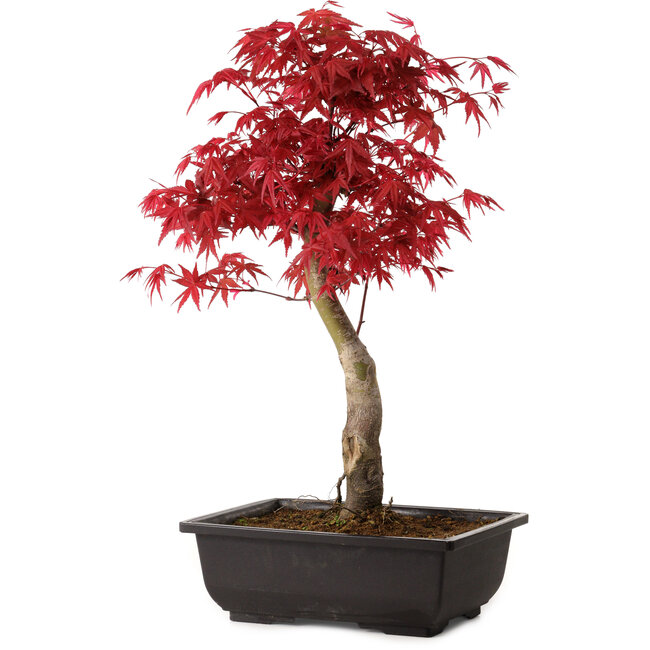 Acer palmatum deshojo, 40 cm, ± 10 Jahre alt, mit einem Wurzelhals von 4 cm