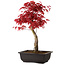 Acer palmatum deshojo, 40 cm, ± 10 años de edad, con un nebari de 4 cm