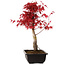 Acer palmatum deshojo, 40 cm, ± 10 Jahre alt, mit einem Wurzelhals von 4 cm