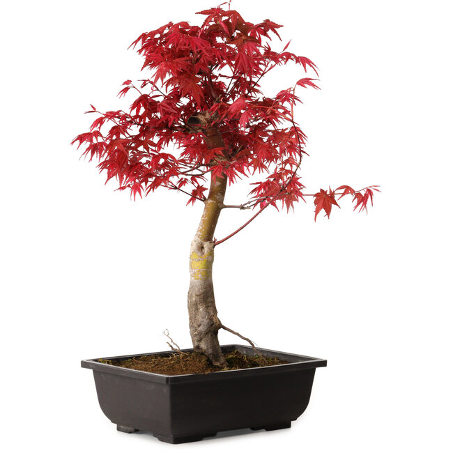 Acer palmatum deshojo, 40 cm, ± 10 Jahre alt, mit einem Wurzelhals von 4 cm