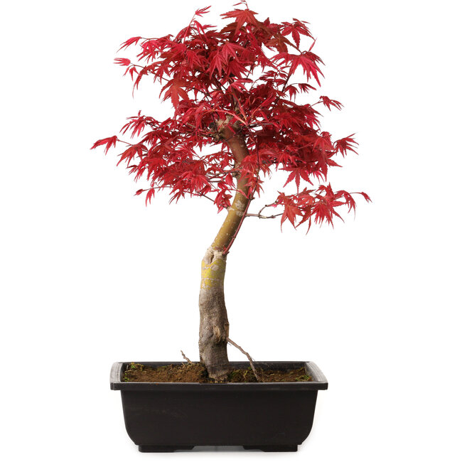 Acer palmatum deshojo, 40 cm, ± 10 anni, con nebari di 4 cm