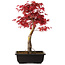 Acer palmatum deshojo, 40 cm, ± 10 years old, with a nebari of 4 cm