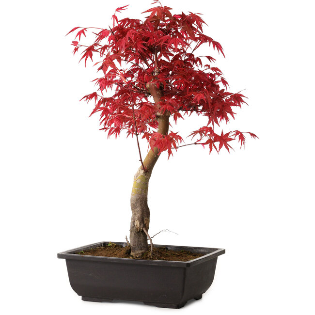 Acer palmatum deshojo, 40 cm, ± 10 jaar oud, met een nebari van 4 cm