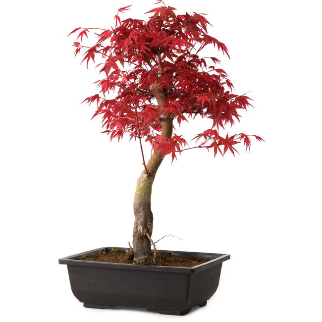 Acer palmatum deshojo, 40 cm, ± 10 Jahre alt, mit einem Wurzelhals von 4 cm
