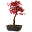 Acer palmatum deshojo, 40 cm, ± 10 years old, with a nebari of 4 cm