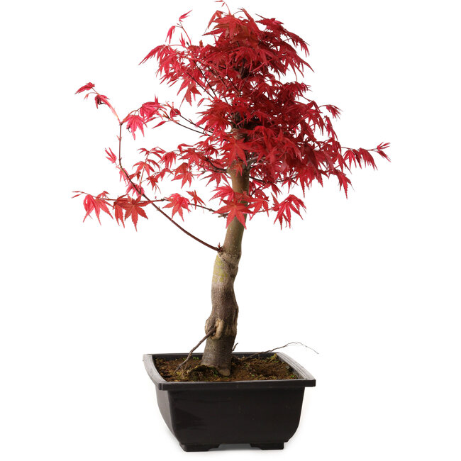 Acer palmatum deshojo, 40 cm, ± 10 anni, con nebari di 4 cm