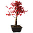 Acer palmatum deshojo, 40 cm, ± 10 ans, avec un nebari de 4 cm