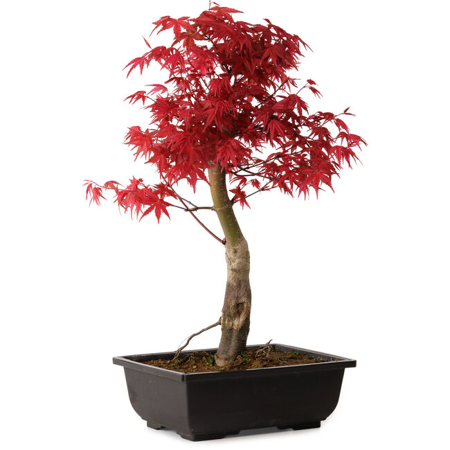 Acer palmatum deshojo, 40 cm, ± 10 Jahre alt, mit einem Wurzelhals von 4 cm