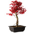 Acer palmatum deshojo, 40 cm, ± 10 years old, with a nebari of 4 cm