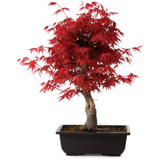 Acer palmatum deshojo, 40 cm, ± 10 ans