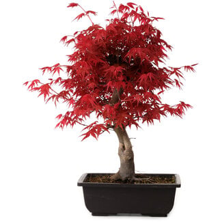 Acer palmatum deshojo, 40 cm, ± 10 years old