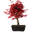 Acer palmatum deshojo, 40 cm, ± 10 Jahre alt, mit einem Wurzelhals von 4 cm