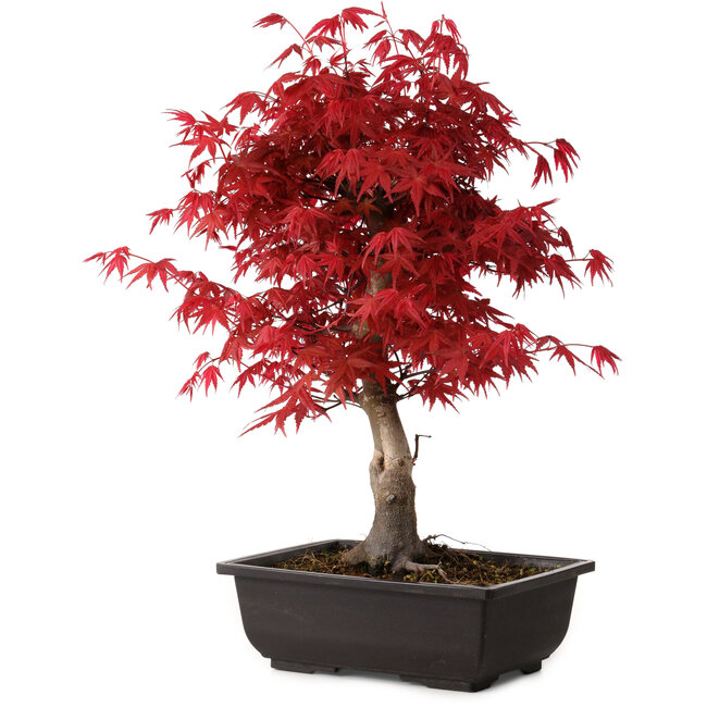 Acer palmatum deshojo, 40 cm, ± 10 ans, avec un nebari de 4 cm