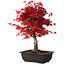 Acer palmatum deshojo, 40 cm, ± 10 jaar oud, met een nebari van 4 cm