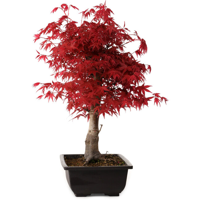 Acer palmatum deshojo, 40 cm, ± 10 Jahre alt, mit einem Wurzelhals von 4 cm