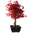 Acer palmatum deshojo, 40 cm, ± 10 years old, with a nebari of 4 cm