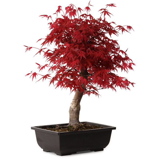 Acer palmatum deshojo, 40 cm, ± 10 anni, con nebari di 4 cm