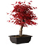 Acer palmatum deshojo, 40 cm, ± 10 Jahre alt, mit einem Wurzelhals von 4 cm