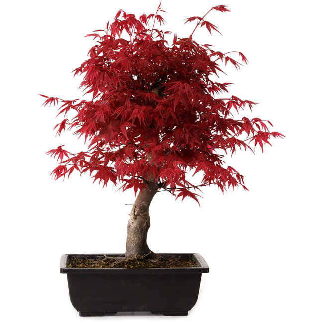 Acer palmatum deshojo, 40 cm, ± 10 ans, avec un nebari de 4 cm