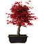 Acer palmatum deshojo, 40 cm, ± 10 Jahre alt, mit einem Wurzelhals von 4 cm
