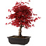 Acer palmatum deshojo, 40 cm, ± 10 Jahre alt, mit einem Wurzelhals von 4 cm