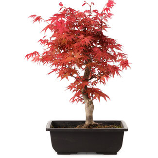 Acer palmatum deshojo, 40 cm, ± 10 Jahre alt