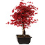 Acer palmatum deshojo, 40 cm, ± 10 years old, with a nebari of 4 cm