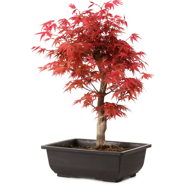 Acer palmatum deshojo, 40 cm, ± 10 jaar oud, met een nebari van 4 cm