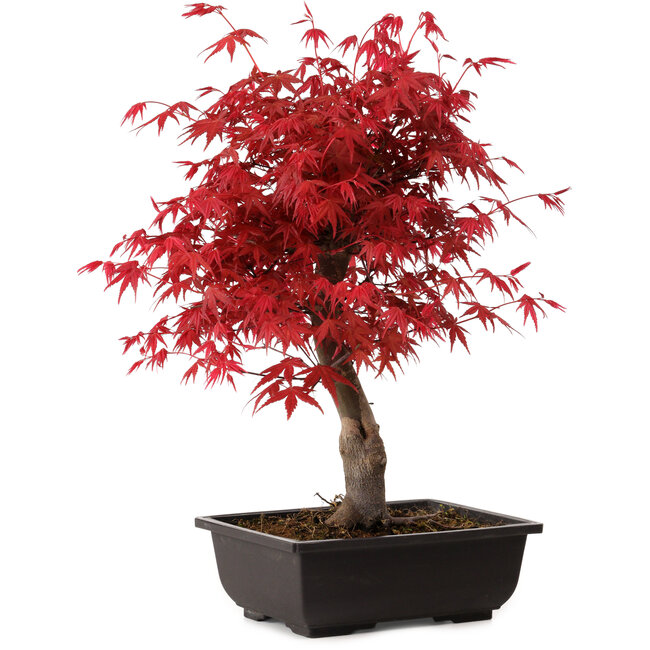 Acer palmatum deshojo, 40 cm, ± 10 anni, con nebari di 4 cm