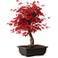 Acer palmatum deshojo, 40 cm, ± 10 years old, with a nebari of 4 cm