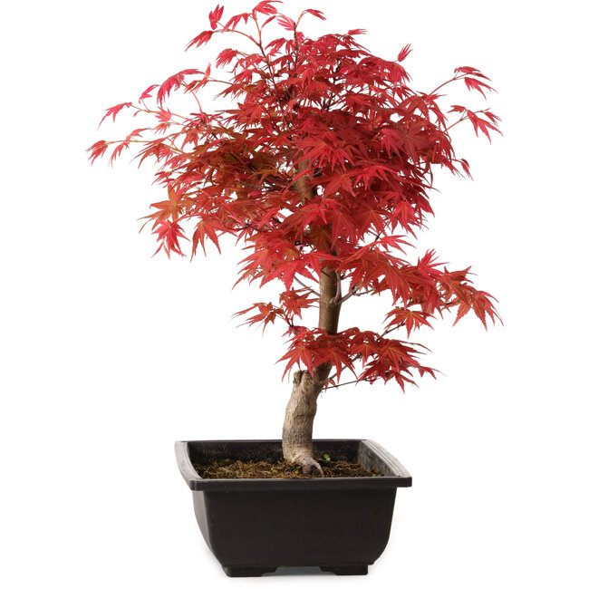 Acer palmatum deshojo, 40 cm, ± 10 Jahre alt, mit einem Wurzelhals von 4 cm