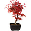 Acer palmatum deshojo, 40 cm, ± 10 anni, con nebari di 4 cm
